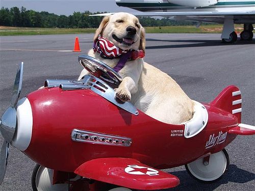 A Quick Guide to a Successful Flight with your Dog