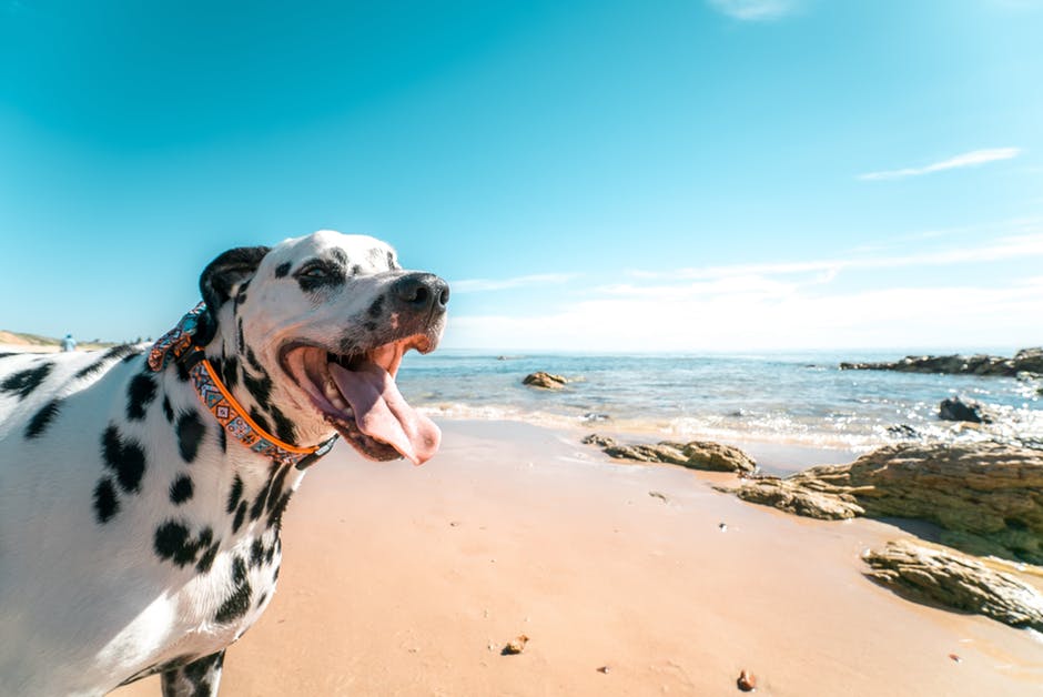Summer Pet Safety: Staying Safe During the Dog Days of Summer
