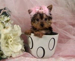 Teacup Yorkshire Terrier - Fun Facts and Crate Size