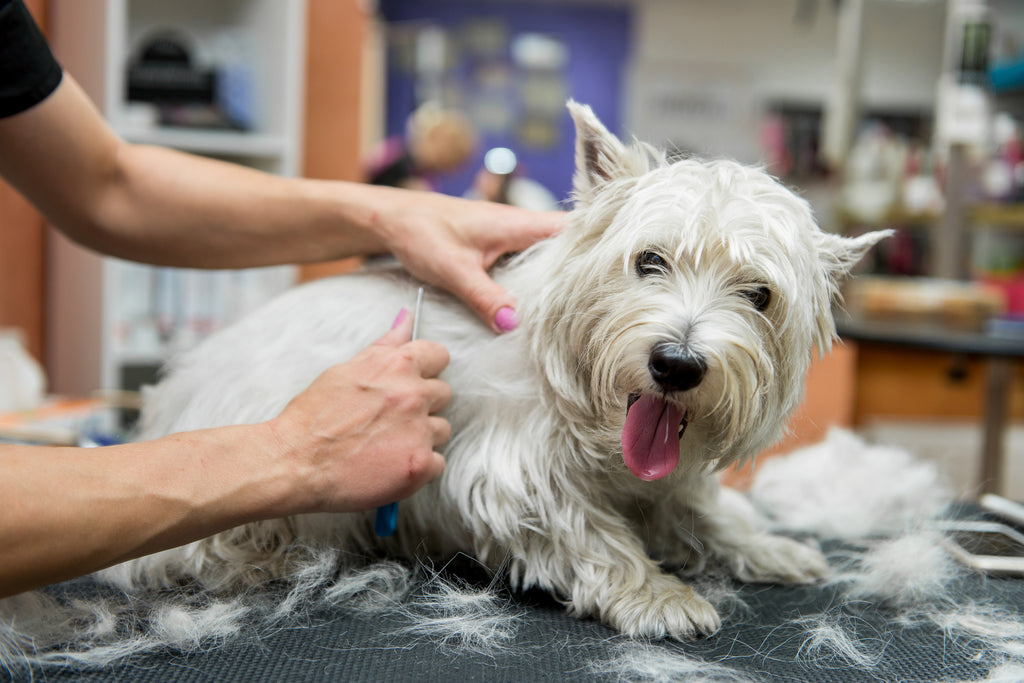10 Common Dog Grooming Mistakes and How to Avoid Them