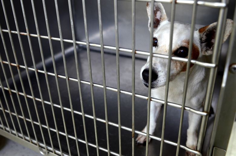 Everything You Need To Know About Pet Crates - The Ultimate 2018 Guide
