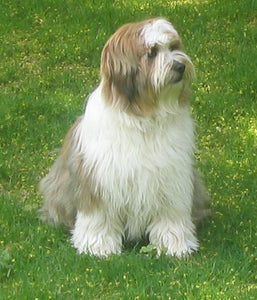Tibetan Terrier - Fun Facts and Crate Size