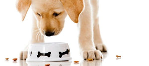 Top 25 Organic Dog Food Products with Vital  Information All Pet Parents Should Know