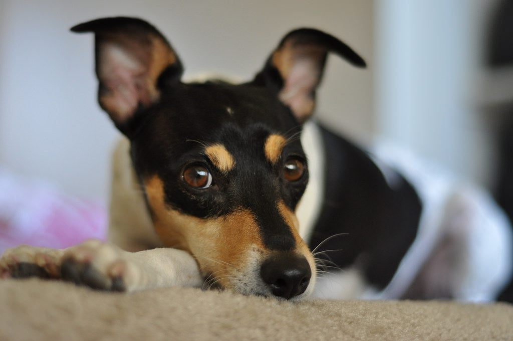 Toy Fox Terrier – Fun Facts and Crate Size
