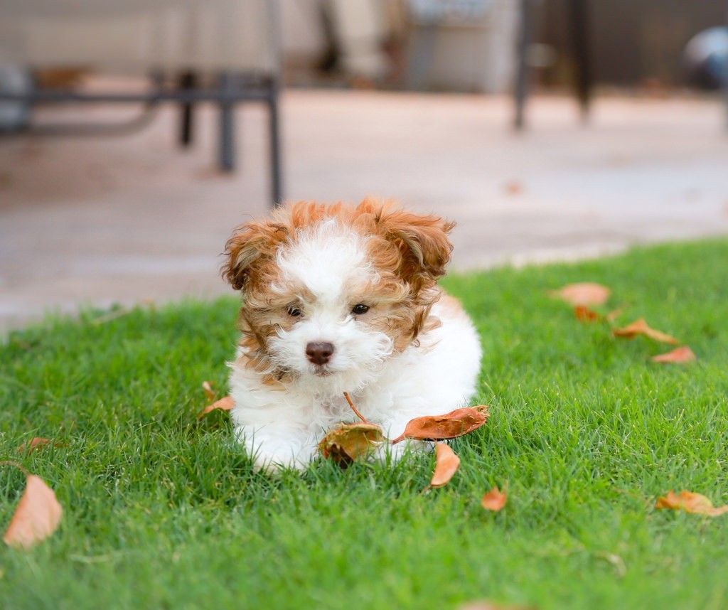 Toy Poodle – Fun Facts and Crate Size