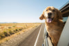 8 Tail-Wagging Tips for Traveling With Dogs