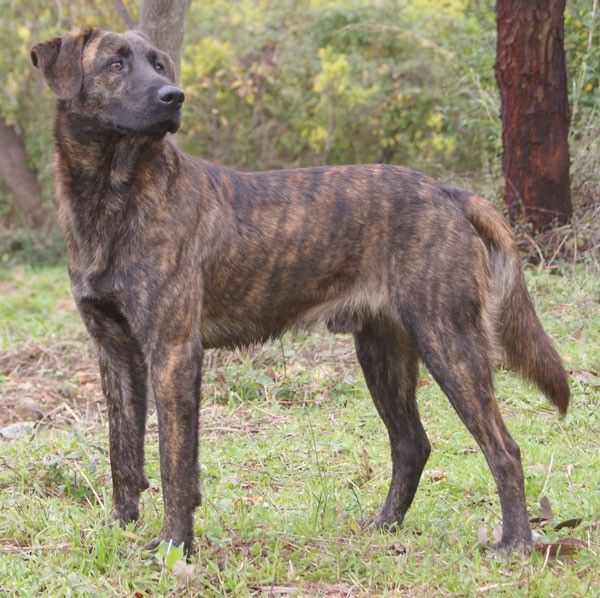 Treeing Tennessee Brindle - Fun Facts and Crate Size