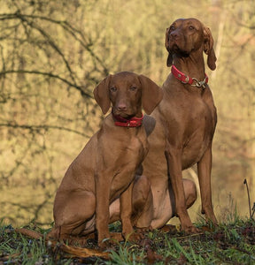 Vizsla – Fun Facts and Crate Size