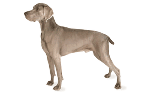 Weimaraner – Fun Facts and Crate Size