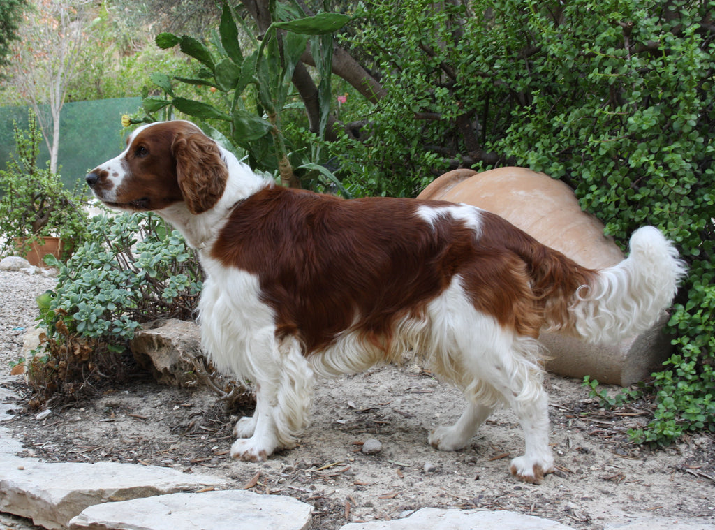 Welsh Springer Spaniel - Fun Facts and Crate Size