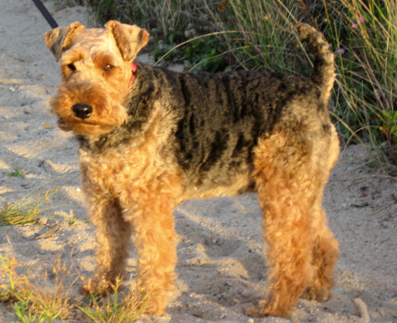 Welsh Terrier- Fun Facts and Crate Size