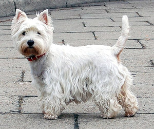 West Highland White Terrier - Fun Facts and Crate Size