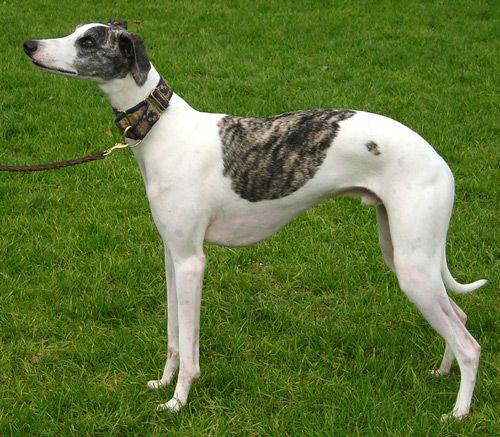 Whippet – Fun Facts and Crate Size