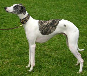Whippet – Fun Facts and Crate Size