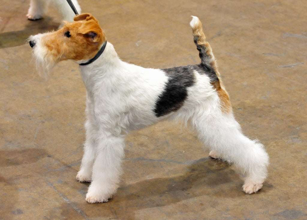 Wire Fox Terrier – Fun Facts and Crate Size