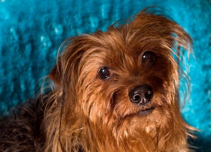 Yorkie Poo - Fun Facts and Crate Size