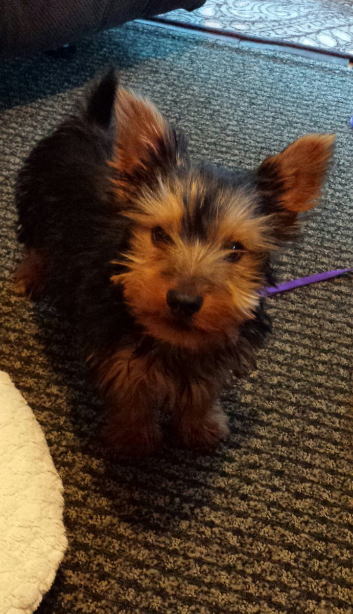 Yorkshire Terriers Fun Facts and Crate Size Pet Crates Direct