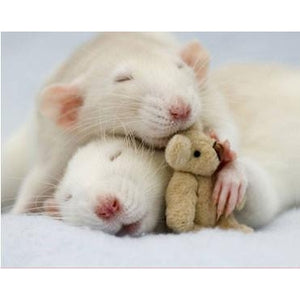 Small Animals