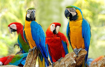 Birds